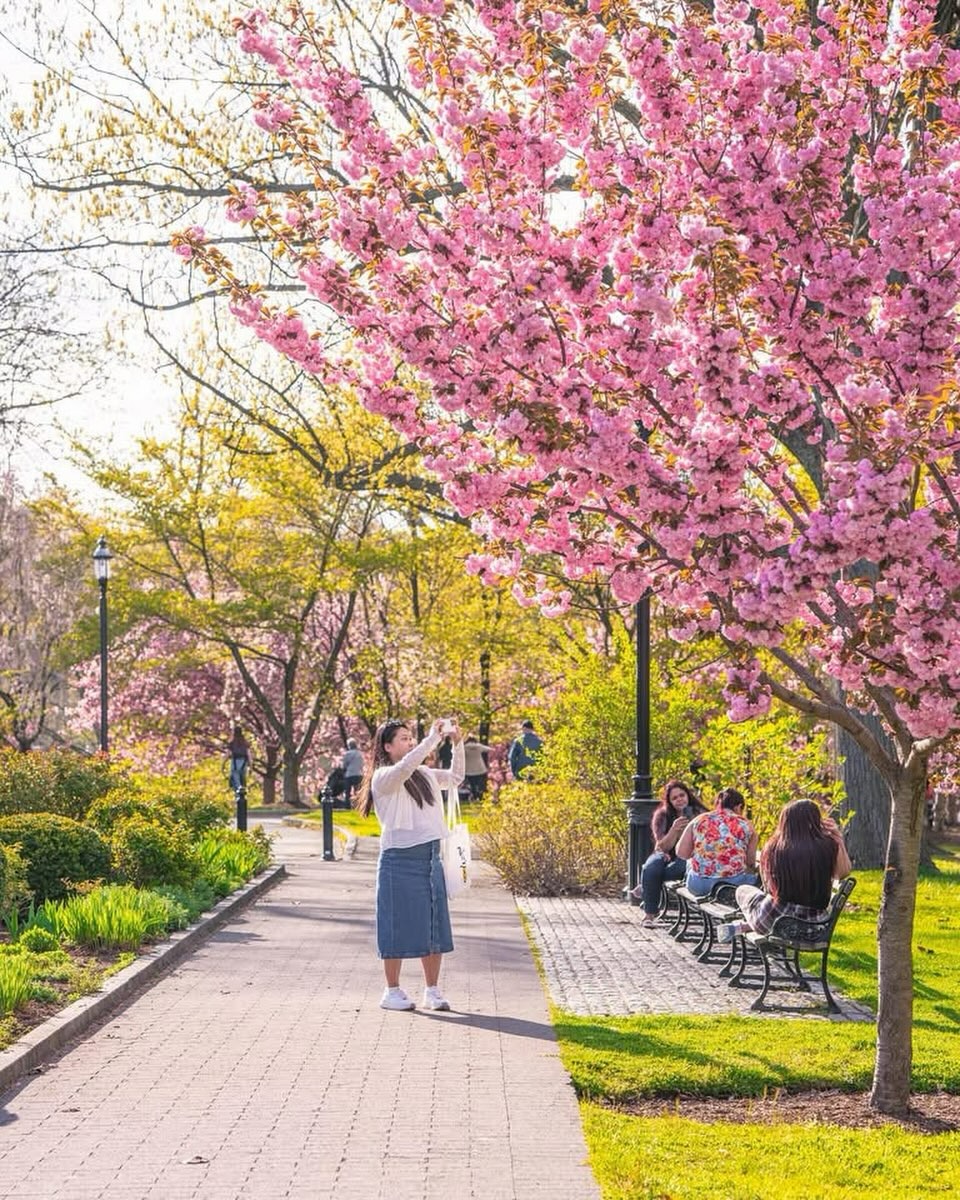 Cherry blossoms in spring